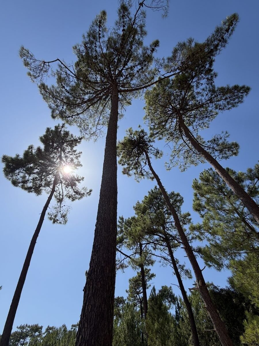 Cimes d'arbres et ciel bleu, vue vers le haut en forêt